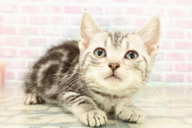 東京都のアメリカンショートヘアー (Coo&RIKU新宿三丁目店/2025年10月26日生まれ/女の子/シルバータビー)の子猫の3枚目の画像