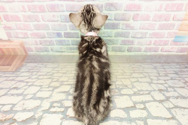 東京都のアメリカンショートヘアー (Coo&RIKU新宿三丁目店/2025年10月26日生まれ/女の子/シルバータビー)の子猫の4枚目の画像