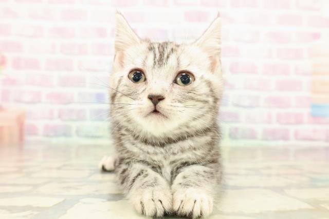 東京都のアメリカンショートヘアー (Coo&RIKU三軒茶屋店/2025年10月26日生まれ/女の子/シルバータビー)の子猫の1枚目の画像