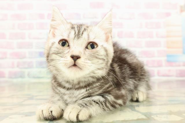 東京都のアメリカンショートヘアー (Coo&RIKU三軒茶屋店/2025年10月26日生まれ/女の子/シルバータビー)の子猫の2枚目の画像