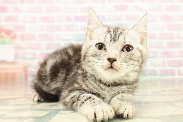 東京都のアメリカンショートヘアー (Coo&RIKU三軒茶屋店/2025年10月26日生まれ/女の子/シルバータビー)の子猫の3枚目の画像