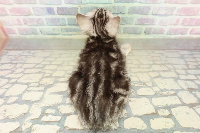 東京都のアメリカンショートヘアー (Coo&RIKU三軒茶屋店/2025年10月26日生まれ/女の子/シルバータビー)の子猫の4枚目の画像