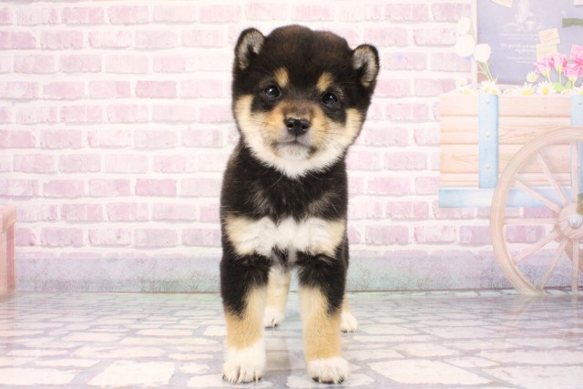 大阪府の豆柴 (Coo&RIKU天王寺店/2025年10月26日生まれ/女の子/黒)の子犬の1枚目の画像