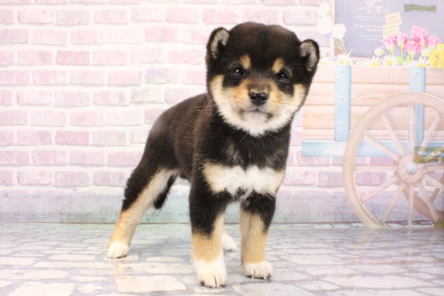 大阪府の豆柴 (Coo&RIKU天王寺店/2025年10月26日生まれ/女の子/黒)の子犬の2枚目の画像