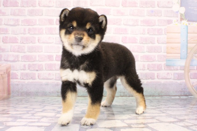 大阪府の豆柴 (Coo&RIKU天王寺店/2025年10月26日生まれ/女の子/黒)の子犬の3枚目の画像