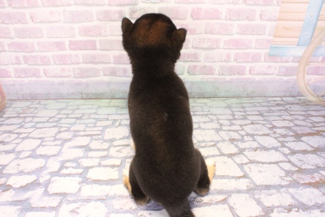 大阪府の豆柴 (Coo&RIKU天王寺店/2025年10月26日生まれ/女の子/黒)の子犬の4枚目の画像