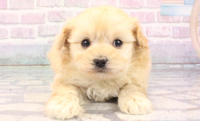 大阪府のマルプー(マルチーズ×プードル) (Coo&RIKU心斎橋店/2025年10月24日生まれ/男の子/クリーム)の子犬の1枚目の画像