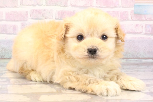 大阪府のマルプー(マルチーズ×プードル) (Coo&RIKU心斎橋店/2025年10月24日生まれ/男の子/クリーム)の子犬の2枚目の画像