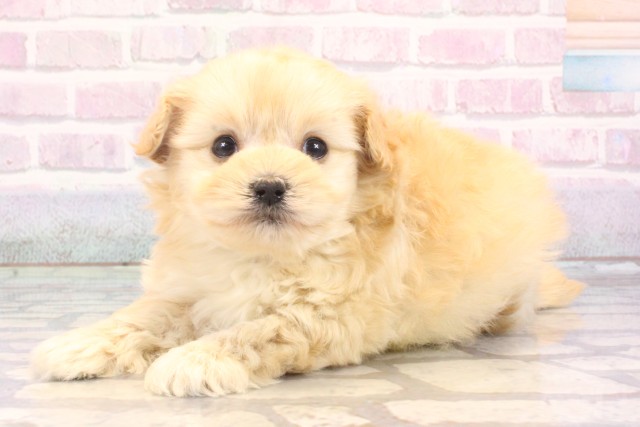 大阪府のマルプー(マルチーズ×プードル) (Coo&RIKU心斎橋店/2025年10月24日生まれ/男の子/クリーム)の子犬の3枚目の画像