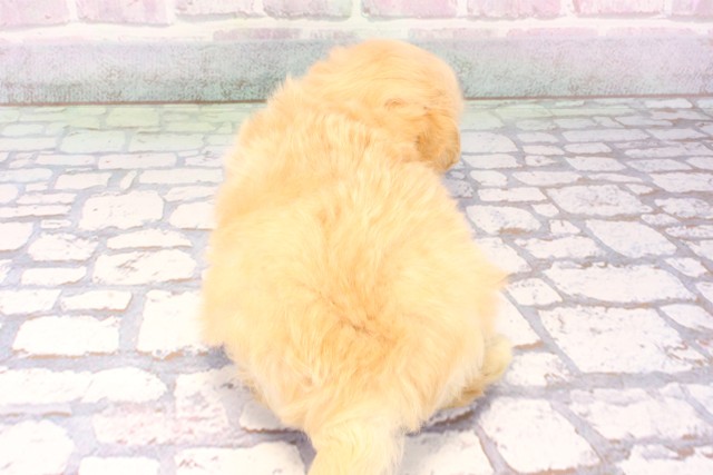 大阪府のマルプー(マルチーズ×プードル) (Coo&RIKU心斎橋店/2025年10月24日生まれ/男の子/クリーム)の子犬の4枚目の画像