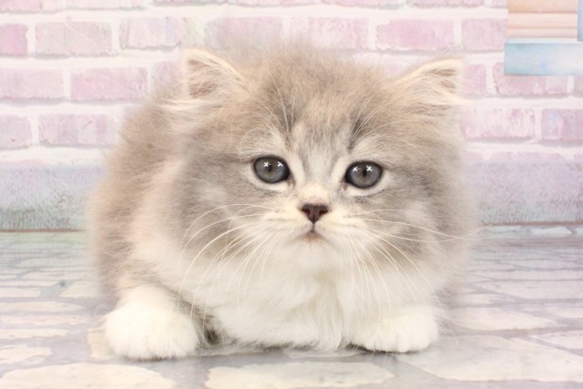 大阪府のミヌエット (Coo&RIKU心斎橋店/2025年10月25日生まれ/女の子/ブルータビーホワイト)の子猫の1枚目の画像