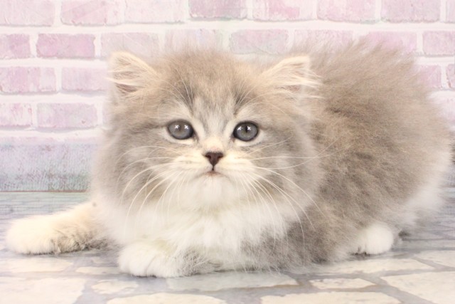 大阪府のミヌエット (Coo&RIKU心斎橋店/2025年10月25日生まれ/女の子/ブルータビーホワイト)の子猫の3枚目の画像