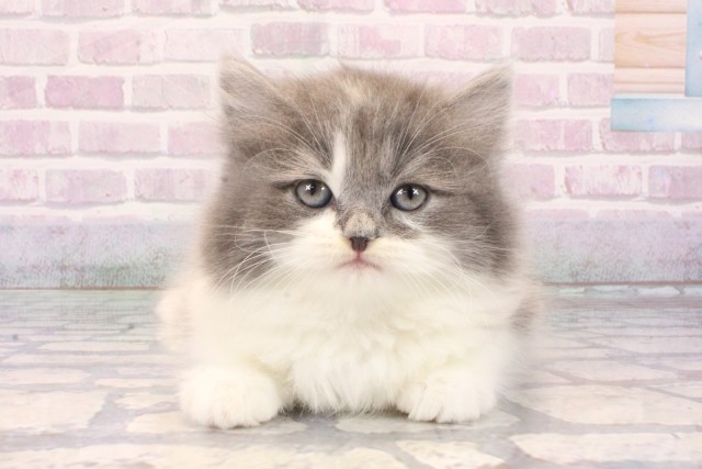 兵庫県のスコティッシュストレート (Coo&RIKU明石店/2025年10月25日生まれ/男の子/ブルーホワイト)の子猫の1枚目の画像