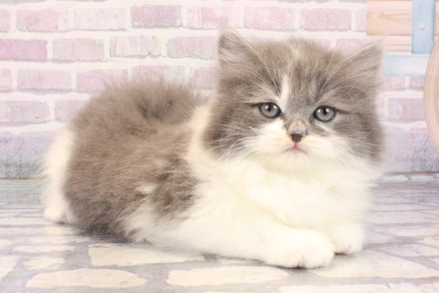 兵庫県のスコティッシュストレート (Coo&RIKU明石店/2025年10月25日生まれ/男の子/ブルーホワイト)の子猫の2枚目の画像