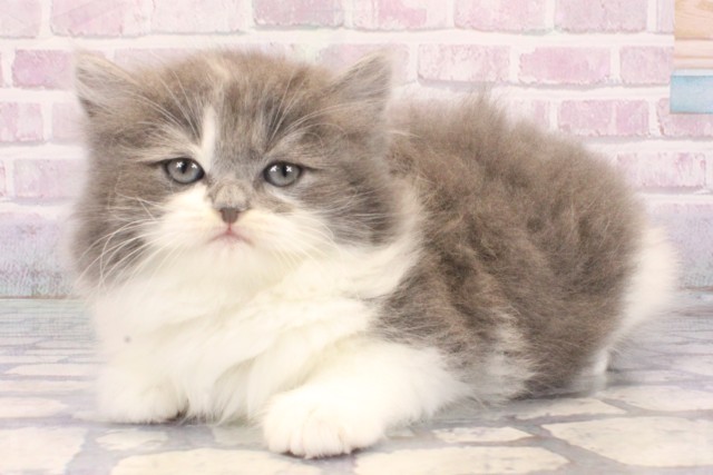 兵庫県のスコティッシュストレート (Coo&RIKU明石店/2025年10月25日生まれ/男の子/ブルーホワイト)の子猫の3枚目の画像