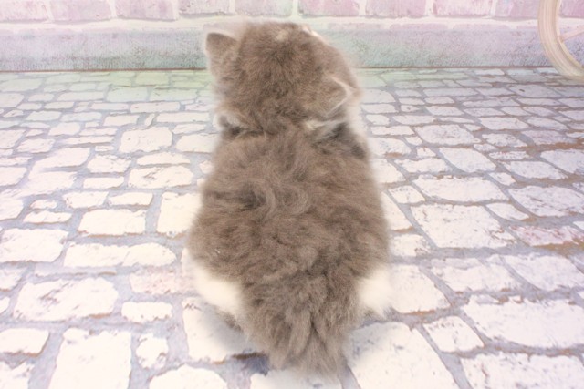 兵庫県のスコティッシュストレート (Coo&RIKU明石店/2025年10月25日生まれ/男の子/ブルーホワイト)の子猫の4枚目の画像