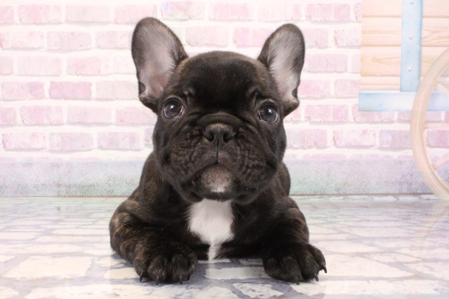 京都府のフレンチブルドッグ (Coo&RIKU京都河原町店/2025年10月25日生まれ/男の子/ブリンドル)の子犬の1枚目の画像