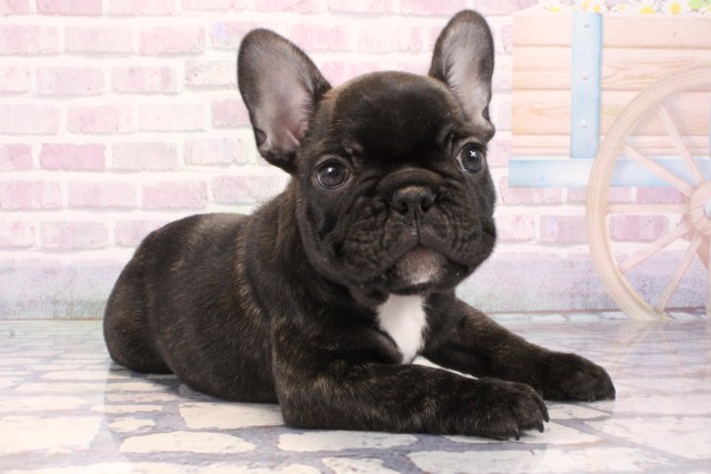 京都府のフレンチブルドッグ (Coo&RIKU京都河原町店/2025年10月25日生まれ/男の子/ブリンドル)の子犬の2枚目の画像