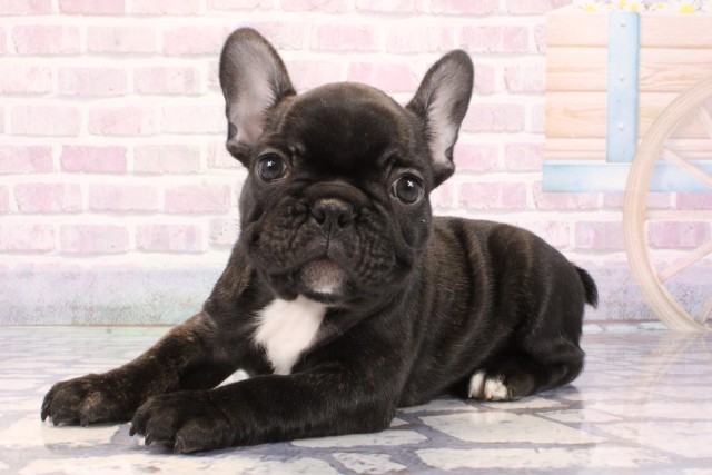 京都府のフレンチブルドッグ (Coo&RIKU京都河原町店/2025年10月25日生まれ/男の子/ブリンドル)の子犬の3枚目の画像