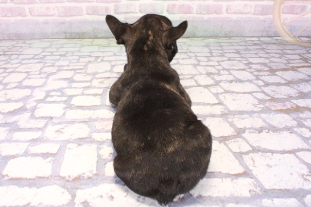 京都府のフレンチブルドッグ (Coo&RIKU京都河原町店/2025年10月25日生まれ/男の子/ブリンドル)の子犬の4枚目の画像