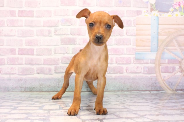 滋賀県のミニチュアピンシャー (Coo&RIKU長浜店/2025年10月25日生まれ/女の子/レッド)の子犬の1枚目の画像