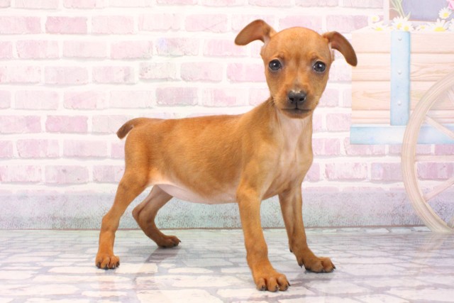 滋賀県のミニチュアピンシャー (Coo&RIKU長浜店/2025年10月25日生まれ/女の子/レッド)の子犬の2枚目の画像