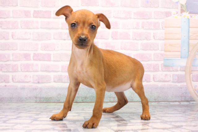 滋賀県のミニチュアピンシャー (Coo&RIKU長浜店/2025年10月25日生まれ/女の子/レッド)の子犬の3枚目の画像