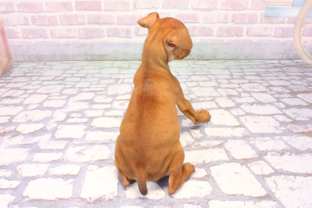 滋賀県のミニチュアピンシャー (Coo&RIKU長浜店/2025年10月25日生まれ/女の子/レッド)の子犬の4枚目の画像