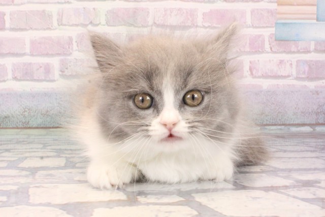 大阪府のマンチカン (Coo&RIKU梅田店/2025年10月15日生まれ/女の子/ブルーホワイト)の子猫の1枚目の画像