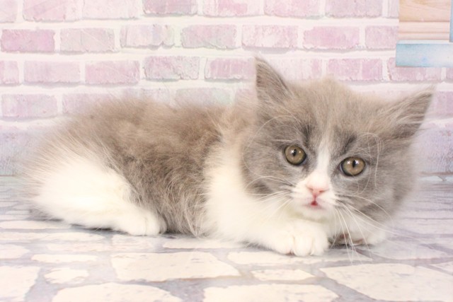 大阪府のマンチカン (Coo&RIKU梅田店/2025年10月15日生まれ/女の子/ブルーホワイト)の子猫の2枚目の画像
