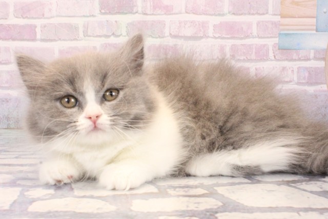 大阪府のマンチカン (Coo&RIKU梅田店/2025年10月15日生まれ/女の子/ブルーホワイト)の子猫の3枚目の画像