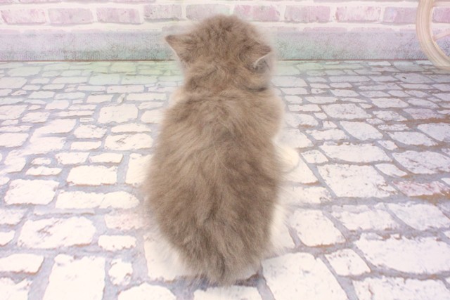 大阪府のマンチカン (Coo&RIKU梅田店/2025年10月15日生まれ/女の子/ブルーホワイト)の子猫の4枚目の画像