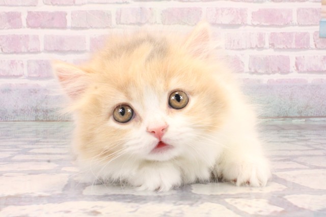 京都府のマンチカン (Coo&RIKU京都河原町店/2025年10月24日生まれ/女の子/ダイリュートキャリコ)の子猫の1枚目の画像