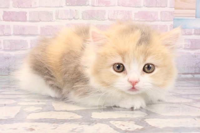 京都府のマンチカン (Coo&RIKU京都河原町店/2025年10月24日生まれ/女の子/ダイリュートキャリコ)の子猫の2枚目の画像