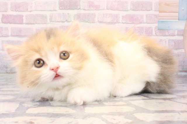 京都府のマンチカン (Coo&RIKU京都河原町店/2025年10月24日生まれ/女の子/ダイリュートキャリコ)の子猫の3枚目の画像