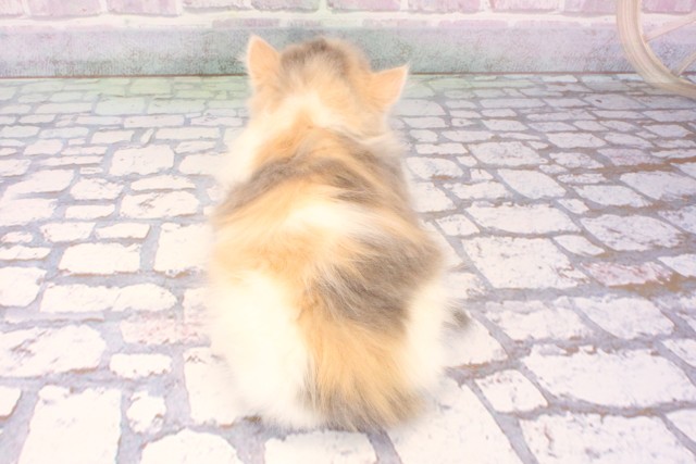 京都府のマンチカン (Coo&RIKU京都河原町店/2025年10月24日生まれ/女の子/ダイリュートキャリコ)の子猫の4枚目の画像