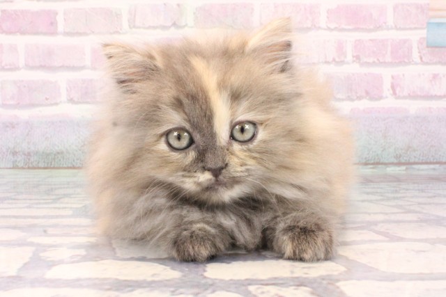 大阪府のサイベリアン (Coo&RIKU茶屋町店/2025年10月20日生まれ/女の子/ブルーパッチドタビーホワイト)の子猫の1枚目の画像