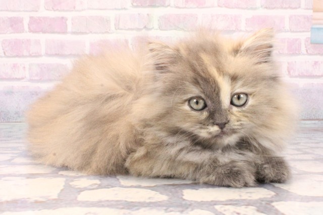 大阪府のサイベリアン (Coo&RIKU茶屋町店/2025年10月20日生まれ/女の子/ブルーパッチドタビーホワイト)の子猫の2枚目の画像