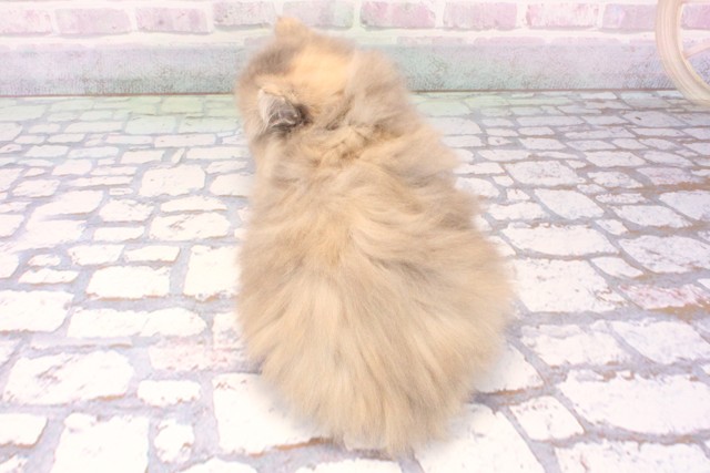 大阪府のサイベリアン (Coo&RIKU茶屋町店/2025年10月20日生まれ/女の子/ブルーパッチドタビーホワイト)の子猫の4枚目の画像