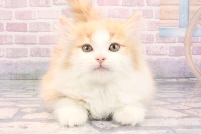 大阪府のノルウェージャンフォレストキャット (Coo&RIKU心斎橋店/2025年10月23日生まれ/女の子/クリームタビーホワイト)の子猫の1枚目の画像