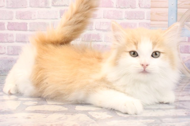 大阪府のノルウェージャンフォレストキャット (Coo&RIKU心斎橋店/2025年10月23日生まれ/女の子/クリームタビーホワイト)の子猫の2枚目の画像