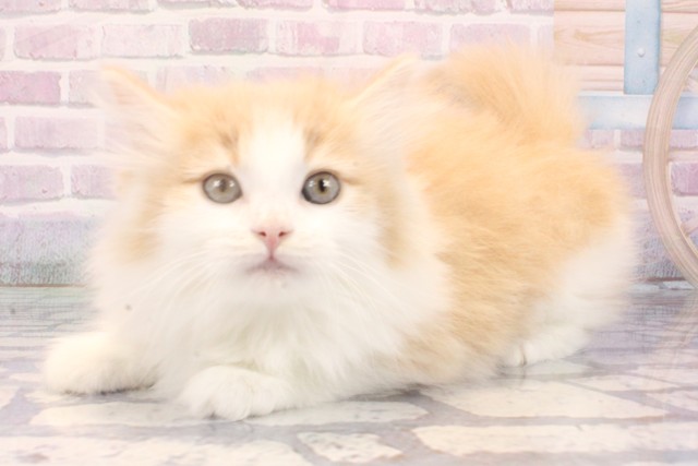 大阪府のノルウェージャンフォレストキャット (Coo&RIKU心斎橋店/2025年10月23日生まれ/女の子/クリームタビーホワイト)の子猫の3枚目の画像