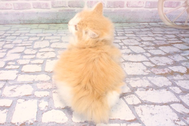 大阪府のノルウェージャンフォレストキャット (Coo&RIKU心斎橋店/2025年10月23日生まれ/女の子/クリームタビーホワイト)の子猫の4枚目の画像