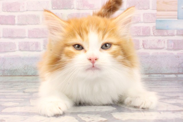 大阪府のノルウェージャンフォレストキャット (Coo&RIKU茶屋町店/2025年10月23日生まれ/女の子/レッドタビーホワイト)の子猫の1枚目の画像