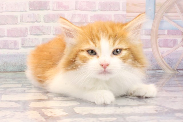 大阪府のノルウェージャンフォレストキャット (Coo&RIKU茶屋町店/2025年10月23日生まれ/女の子/レッドタビーホワイト)の子猫の2枚目の画像