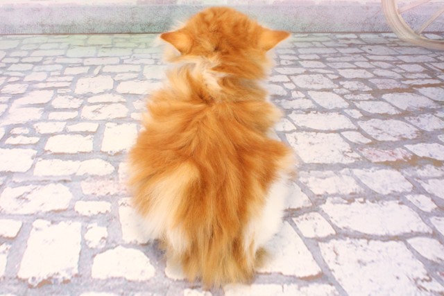 大阪府のノルウェージャンフォレストキャット (Coo&RIKU茶屋町店/2025年10月23日生まれ/女の子/レッドタビーホワイト)の子猫の4枚目の画像