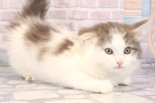 兵庫県のノルウェージャンフォレストキャット (Coo&RIKU神戸三宮店/2025年10月23日生まれ/男の子/ブルータビーホワイト)の子猫の2枚目の画像