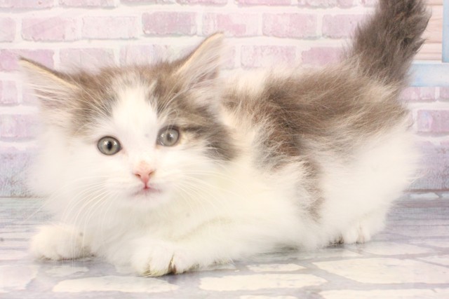 兵庫県のノルウェージャンフォレストキャット (Coo&RIKU神戸三宮店/2025年10月23日生まれ/男の子/ブルータビーホワイト)の子猫の3枚目の画像