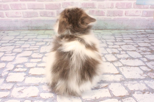 兵庫県のノルウェージャンフォレストキャット (Coo&RIKU神戸三宮店/2025年10月23日生まれ/男の子/ブルータビーホワイト)の子猫の4枚目の画像