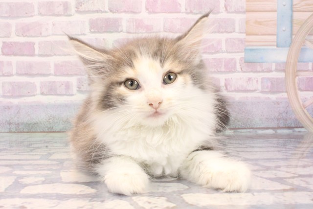 京都府のノルウェージャンフォレストキャット (Coo&RIKU京都河原町店/2025年10月14日生まれ/女の子/ダイリュートキャリコ)の子猫の1枚目の画像